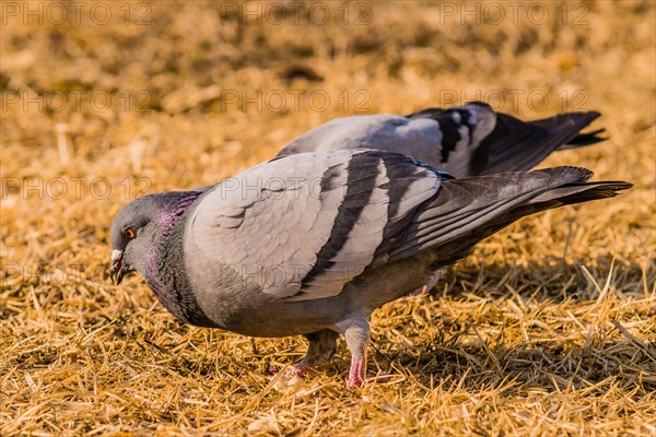 Close up of pigeon on the ground looking for food in dry brown grass