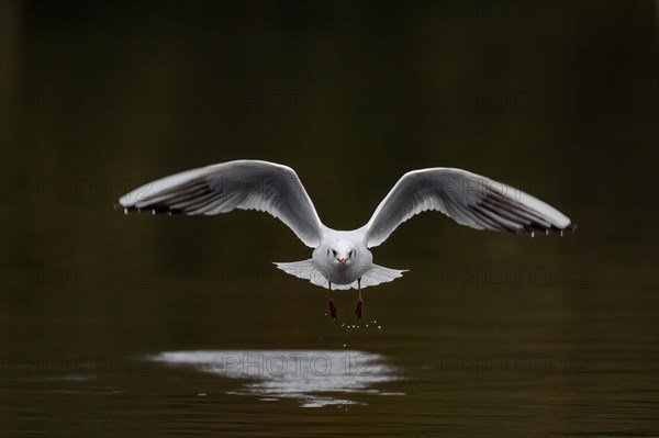 A black-headed gull in flight, Lake Kemnader, Ruhr area, North Rhine-Westphalia, Germany, Europe