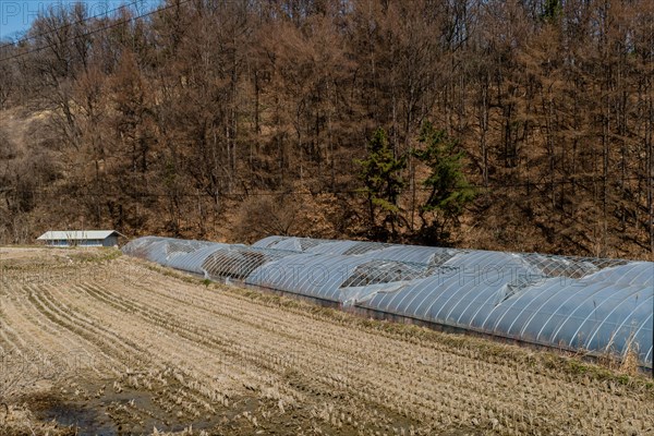 Front side view of plastic greenhouses in rural wooded countryside on sunny day