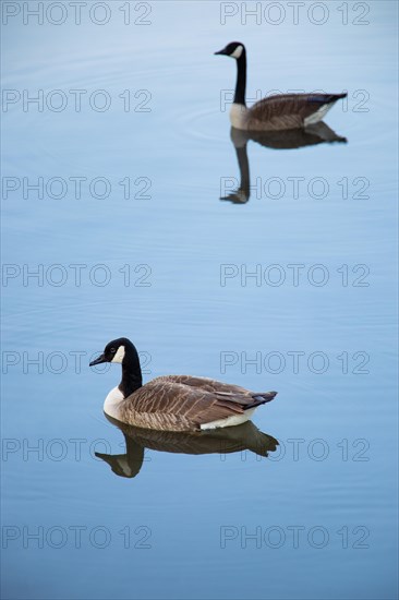 A pair of Canada geese on a smooth water surface, Lake Kemnader, Ruhr area, North Rhine-Westphalia, Germany, Europe