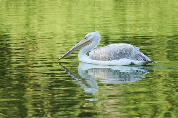 Great white pelican (Pelecanus onocrotalus) youngster, Bavaria, Germany, Europe