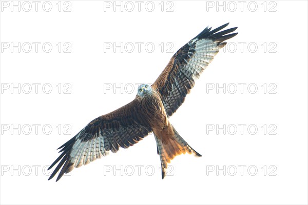 A red kite on the hunt, red kite, Montagu's harrier, king harrier, A bird of prey spreads its wings in flight against the clear sky, Stuttgart, Germany, Europe