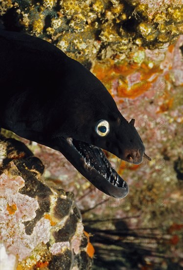 Close-up of head of black moray eel (Muraena augusti) Prince August moray eel Prince August moray eel with white eyes open mouth showing pointed teeth fangs, East Atlantic, Macaronesian Archipelago, Fuerteventura, Canary Islands, Canary Islands, Spain, Europe