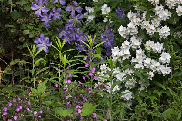 Sweet Mock-orange, English Dogwood (Philadelphus coronarius) and Red campion (Silene dioica, Melandrium rubrum) in garden