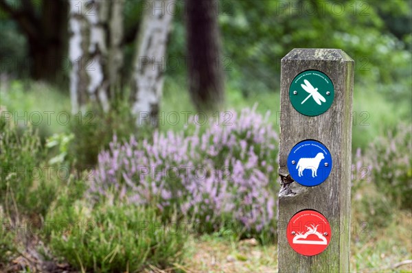 Colourful markers for walkers on signpost at the nature reserve Kalmhoutse Heide, Antwerp, Belgium, Europe
