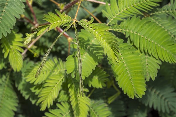 Sensitive plant, sleepy plant, touch-me-not (Mimosa pudica) close-up of leaflets folding inwards, native to South America and Central America
