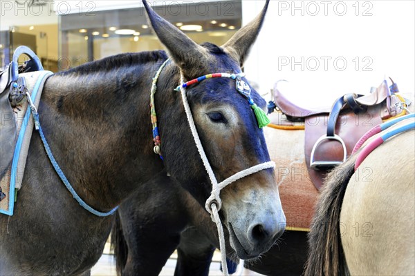 Mules, Fira, Santorini, Cyclades, Greece, Europe