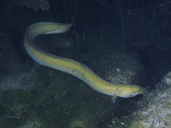 European eel (Anguilla anguilla) at night, Klosterinsel dive site, Rheinau, Canton Zurich, Rhine, High Rhine, Switzerland, Germany, Europe