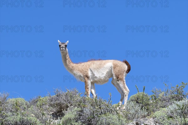 Guanaco (Llama guanicoe), Huanako, Torres del Paine National Park, Patagonia, End of the World, Chile, South America