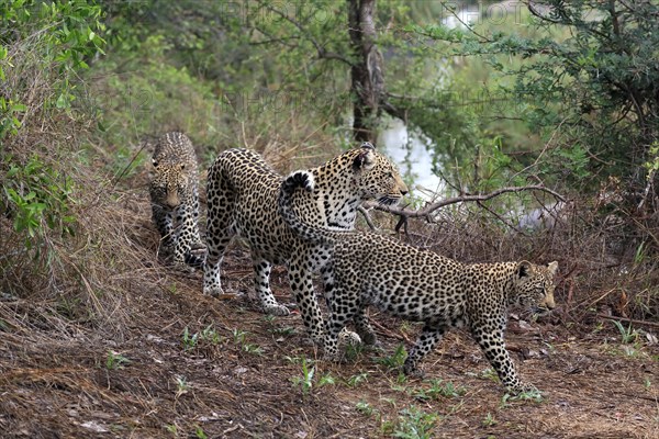 Leopard (Panthera pardus), adult, cubs, group, running, stalking, Sabi Sand Game Reserve, Kruger NP, Kruger National Park, South Africa, Africa