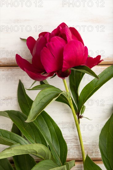 Beautiful peony pink flowers on white wooden background, flat lay, top view, copy space