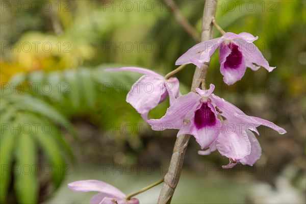 Purple orchid flower in botanical garden, selective focus, copy space, malaysia, Kuching orchid park