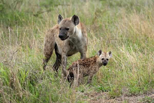 Spotted hyena (Crocuta crocuta), adult, young animal, mother with young animal, social behaviour, Kruger National Park, Kruger National Park, South Africa, Africa