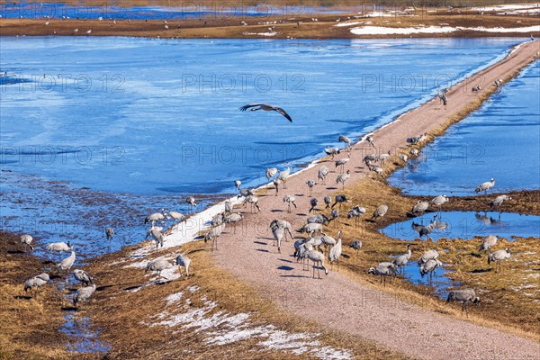 Flock of cranes (grus grus) on a dirt road by a flooded lake in spring, Hornborgasjoen, Sweden, Europe