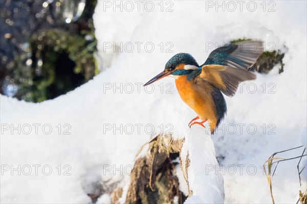 Common kingfisher (Alcedo atthis) sitting on a snow-covered branch, winter, Hesse, Germany, Europe