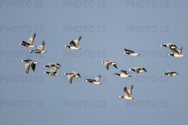 White-fronted geese