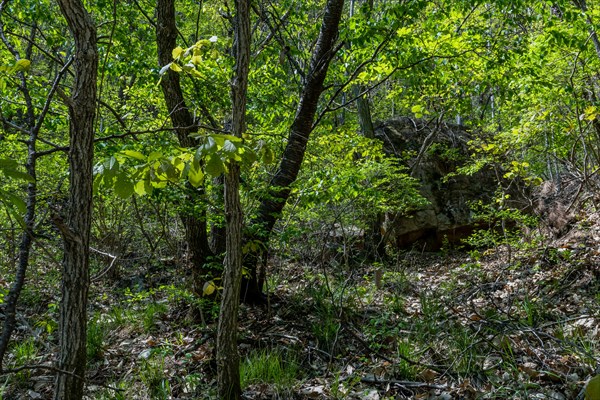 Large boulder hidden behind heavy underbrush and trees in mountainside park in South Korea