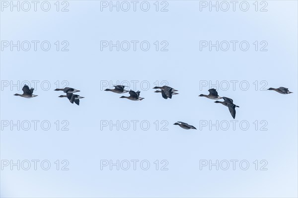 Bean geese (Anser fabalis), flying, Emsland, Lower Saxony, Germany, Europe