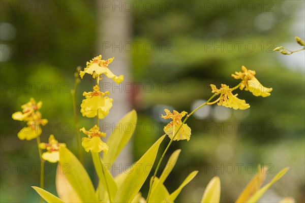 Yellow orchid flower in botanical garden, selective focus, copy space, malaysia, Kuching orchid park