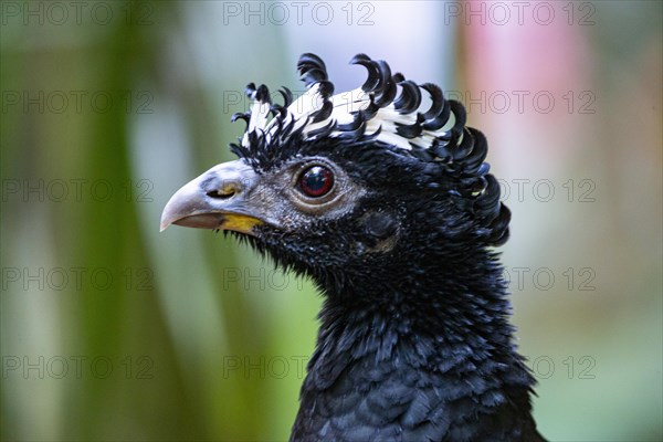 Bare-faced shokko (Crax fasciolata) Pantanal Brazil