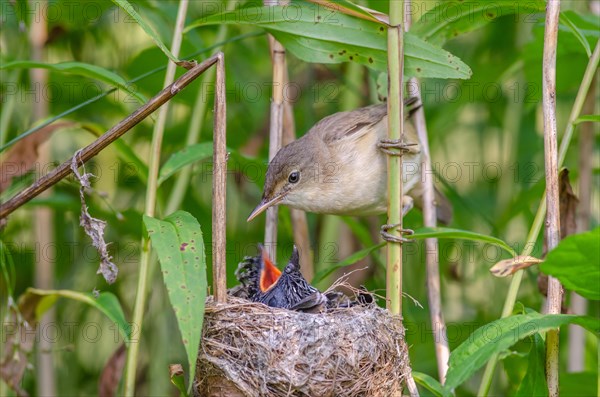 Reed warbler (Acrocephalus scirpaceus) feeding a common cuckoo (Cuculus canorus), Bas-Rhin, Alsace, Grand Est, France, Europe