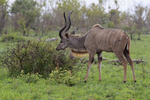 Greater Kudu, zambezi greater kudu (Strepsiceros zambesiensis), adult, male, foraging, feeding, Kruger National Park, Kruger National Park, South Africa, Africa