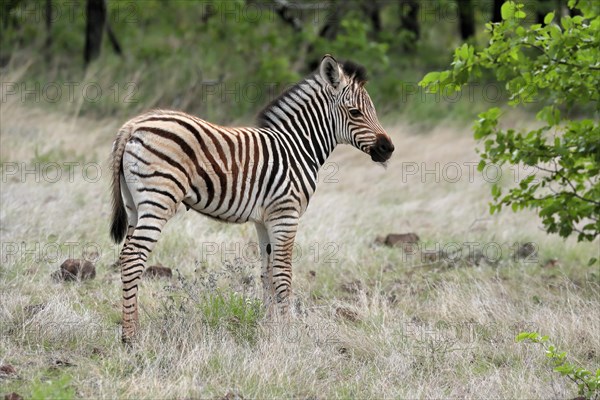 Burchell's zebra (Equus quagga burchelli), young animal, alert, Kruger National Park, Kruger National Park, South Africa, Africa