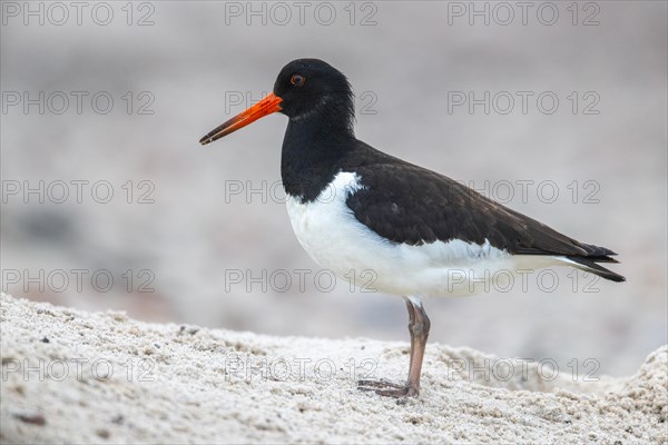 Oystercatcher, Heligoland