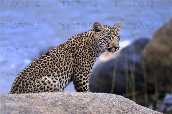 Leopard (Panthera pardus), young, alert, Sabi Sand Game Reserve, Kruger NP, Kruger National Park, South Africa, Africa