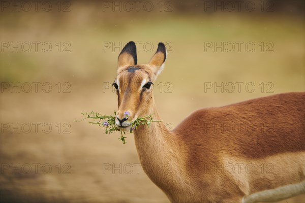Impala (Aepyceros melampus), portrait, in the dessert, captive, distribution Africa