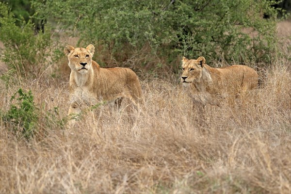 Lion (Panthera leo), adult, female, two females, stalking, vigilant, Sabi Sand Game Reserve, Kruger National Park, Kruger National Park, South Africa, Africa