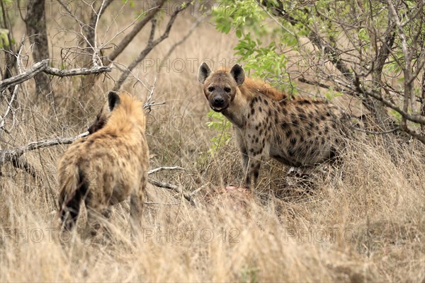 Spotted hyena (Crocuta crocuta), adult, two hyenas, observed, alert, Sabi Sand Game Reserve, Kruger National Park, Kruger National Park, South Africa, Africa