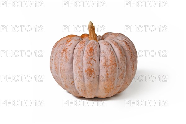 Mature ribbed 'Black Futsu' pumpkin squash with grey and orange skin on white backgroun