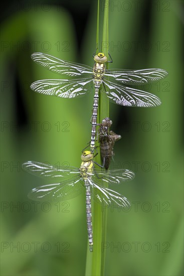Southern hawker (Aeshna cyanea), freshly hatched dragonflies, with larval skin, Oberhausen, Ruhr area, North Rhine-Westphalia, Germany, Europe