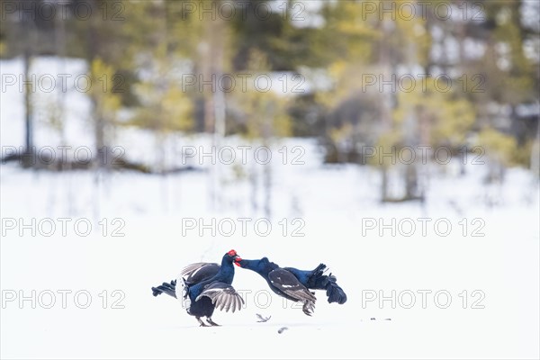 Black grouse (Lyrurus tetrix) during fighting, this photo was taken in Kusamo, Finland, Europe