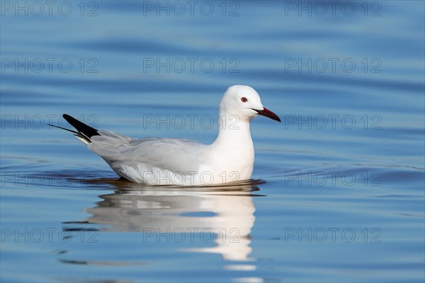 Slender-billed Gull