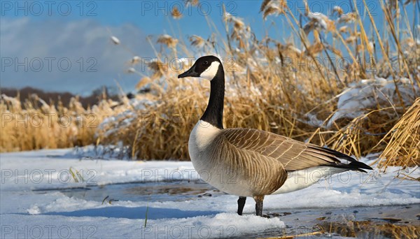 KI generated, animal, animals, bird, birds, biotope, habitat, one, individual, water, ice, snow, winter, reed, blue sky, foraging, wildlife, seasons, canada goose (Branta canadensis), goose, geese, goose bird