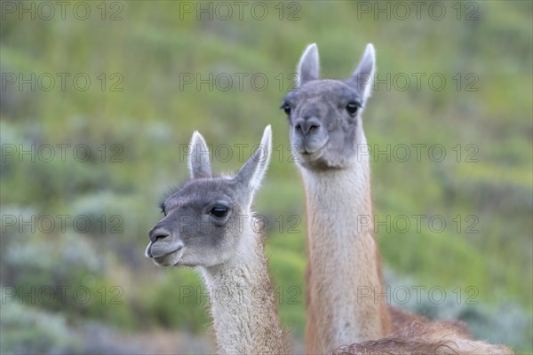 Guanaco (Llama guanicoe), Huanaco, adult, animal portrait, Torres del Paine National Park, Patagonia, end of the world, Chile, South America