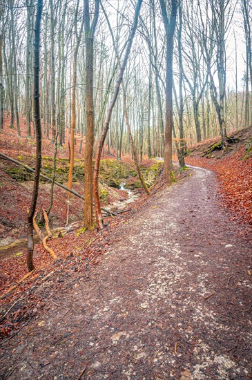 Hiking trail in the forest next to a small stream in the Rautal valley with many leaves on the forest floor and bare trees in winter, Jena, Thuringia, Germany, Europe