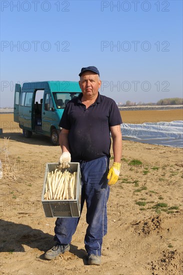 Harvest workers from Romania harvesting asparagus in a field near Mutterstadt, Rhineland-Palatinate