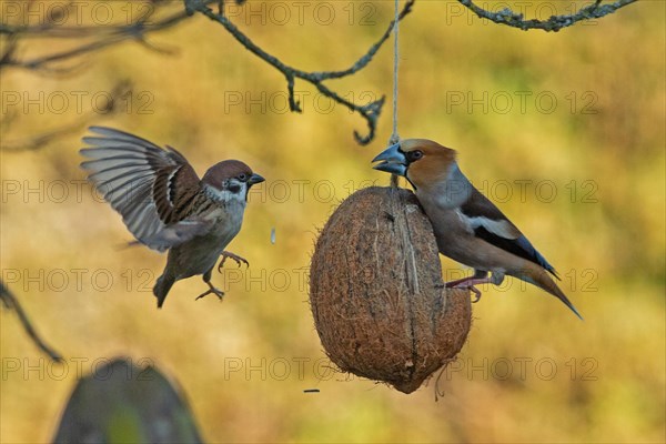 Hawfinch with food in beak sitting on food dish on the left and tree sparrow flying with open wings on the right
