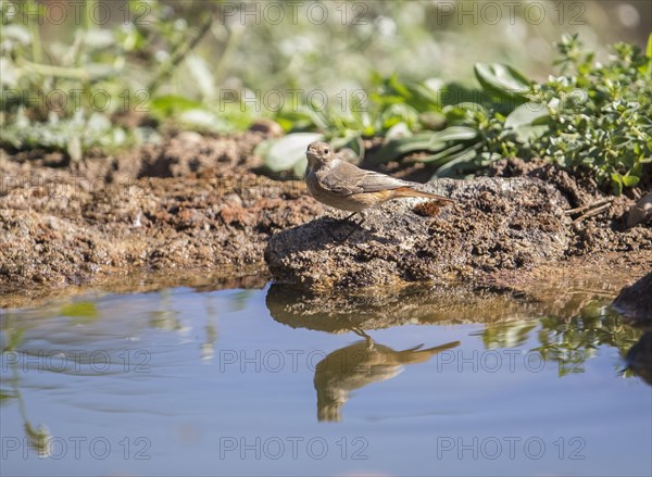 Common redstart (Phoenicurus phoenicurus), female, Extremadura, Castilla La Mancha, Spain, Europe