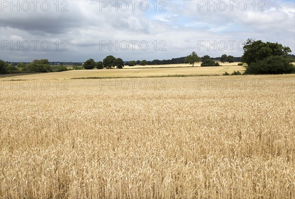 Field of golden ripe wheat crop under overcast grey sky, River Deben valley, Sutton, Suffolk, England, UK