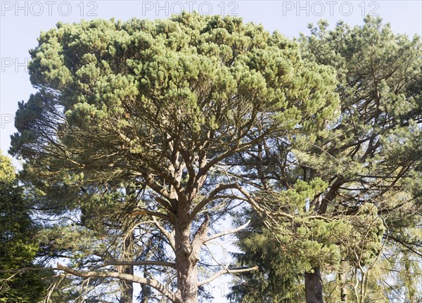 Shore pine tree, Pinus contorta, National arboretum, Westonbirt arboretum, Gloucestershire, England, UK