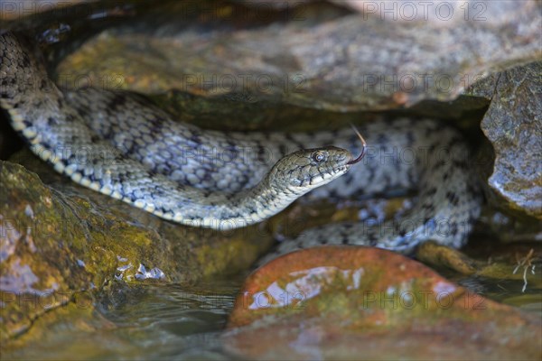 Dice snake (Natrix tessellata), Danube Delta Biosphere Reserve, Romania, Europe