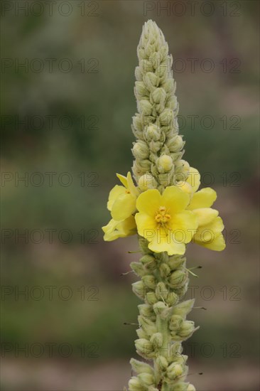 Dense-flowered mullein (Verbascum densiflorum), flower, buds, stem, Mainz sand, Mombach, Mainz, Rhine-Hesse region, Rhineland-Palatinate, Germany, Europe