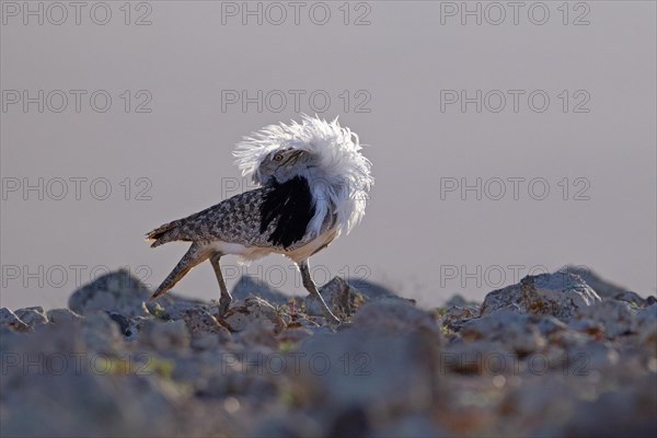 Saharan Houbara Bustard (Chlamydotis undulata fuertaventurae), mating male, Fuerteventura, Spain, Europe