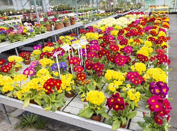 Display of bright polyanthus plants Ladybird Nurseries garden centre, Gromford, Suffolk, England, UK, Polyanthus Crescendo