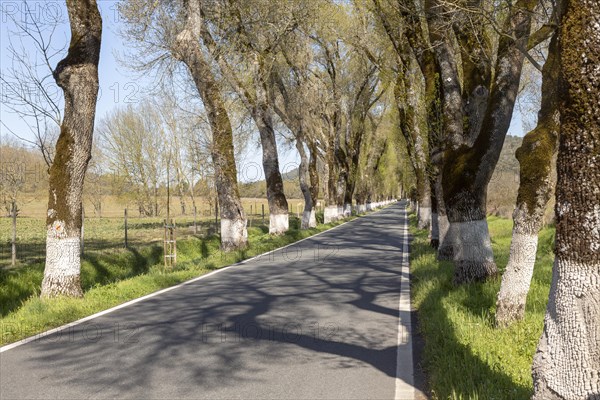 Iconic road through grove of ash trees with whitewashed bases of their trunks, Fraxinus angustifolia, near Portagem, Alto Alentejo, Portugal, Southern Europe, Europe