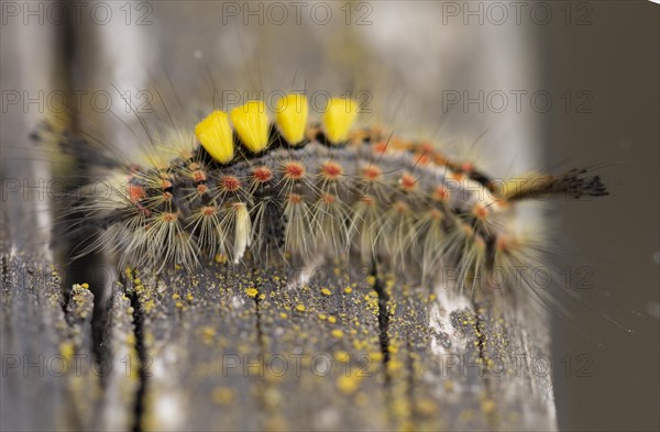 Close up macro shot of Vapourer moth caterpillar, Orgyia antiqua, four yellow tufts of hair-like setae found towards the head end